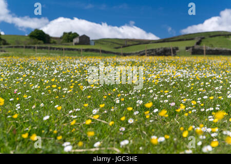 Wildflower meadow traditionnel commence à se développer au début de l'été, couverte de renoncules et marguerites. Wensleydale, Yorkshire du Nord. Banque D'Images