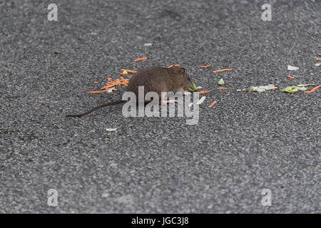 Rat surmulot, Rattus norvegicus, manger des morceaux de nourriture laissée dans un fast-food restaurant parking. Penrith, Cumbria. Banque D'Images