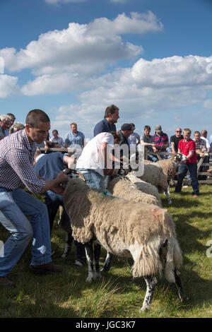 Mouton Swaledale a montré au Tan Hill voir le dernier jeudi du mois de mai. Banque D'Images