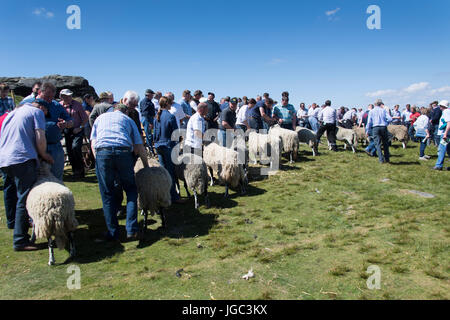 Mouton Swaledale a montré au Tan Hill voir le dernier jeudi du mois de mai. Banque D'Images