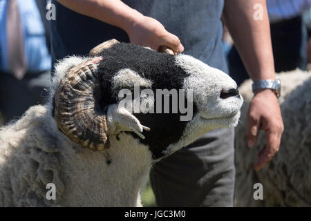 Mouton Swaledale a montré au Tan Hill voir le dernier jeudi du mois de mai. Banque D'Images