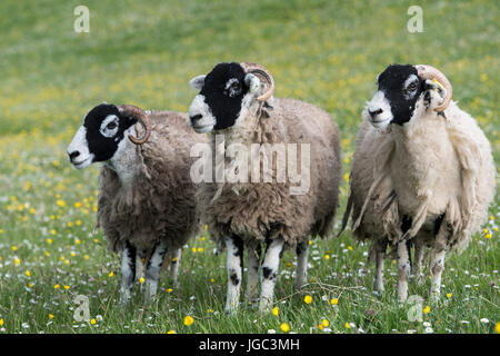 Swaledale moutons dans les pâturages de montagne prêt à être montré à la fin du printemps, North Yorkshire, UK. Banque D'Images