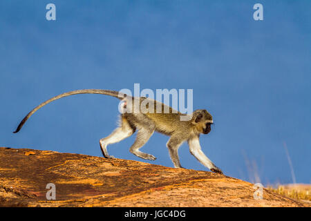 Un singe en Kruger National Park, Afrique du Sud ; Espèce Chlorocebus pygerythrus passereau de la famille Banque D'Images