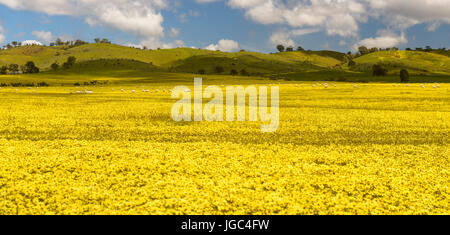 Champs de fleurs en Australie du Sud Banque D'Images