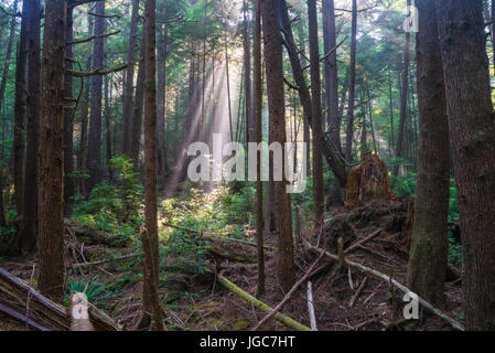 Les rayons du soleil à travers la forêt tropicale du Parc National Olympique. Banque D'Images