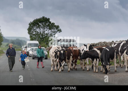 Déménagement agriculteur Bovins laitiers sur une route rurale dans Wensleydale, de les prendre pour être traites. Bainbridge, North Yorkshire, UK. Banque D'Images