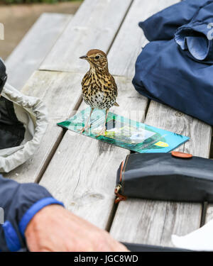 Un pratiquement d'apprivoiser les grive musicienne (Turdus philomelos) oiseaux à Tresco Tresco Abbey Gardens, Île, Îles Scilly, Angleterre, Royaume-Uni. Banque D'Images