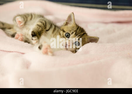 Chaton avec tiger stripes sur couverture rose Banque D'Images