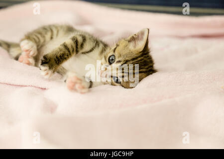 Chaton avec tiger stripes sur couverture rose Banque D'Images