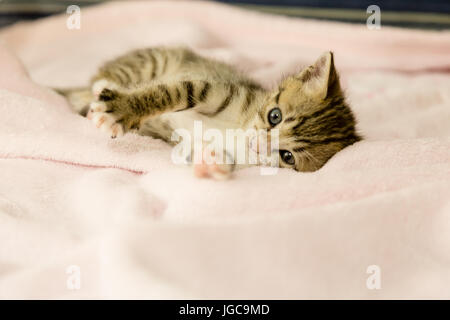 Chaton avec tiger stripes sur couverture rose Banque D'Images