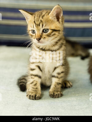 Chaton avec tiger stripes sur la table bleu Banque D'Images