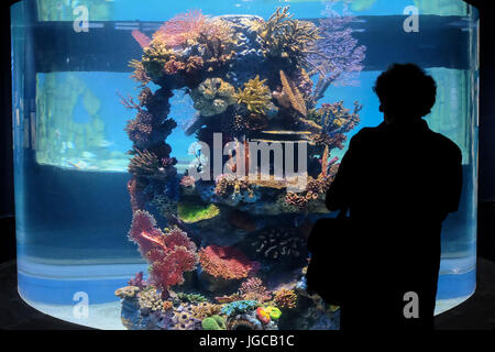 Jérusalem, Israël. 5 juillet, 2017. Les préparatifs sont en cours pour l'ouverture au public, quelques semaines à venir, de la famille Israël Jérusalem Gottesman Aquarium. Les 100 000 000 6 500 mètres carrés de l'ILS, aquarium, le premier de son genre au Moyen-Orient, avec plus de 30 chars de taille variable en vedette divers environnements marins d'Israël et est appelé à devenir une attraction touristique à Jérusalem. Credit : Alon Nir/Alamy Live News Banque D'Images