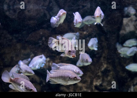 Jérusalem, Israël. 5 juillet, 2017. Les préparatifs sont en cours pour l'ouverture au public, quelques semaines à venir, de la famille Israël Jérusalem Gottesman Aquarium. Les 100 000 000 6 500 mètres carrés de l'ILS, aquarium, le premier de son genre au Moyen-Orient, avec plus de 30 chars de taille variable en vedette divers environnements marins d'Israël et est appelé à devenir une attraction touristique à Jérusalem. Credit : Alon Nir/Alamy Live News Banque D'Images