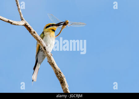 Bee eater oiseau avec un insecte dans son bec, de l'Australie Banque D'Images