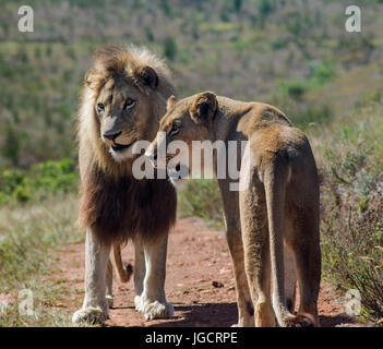 Lion et lionne, Limpopo, Afrique du Sud Banque D'Images