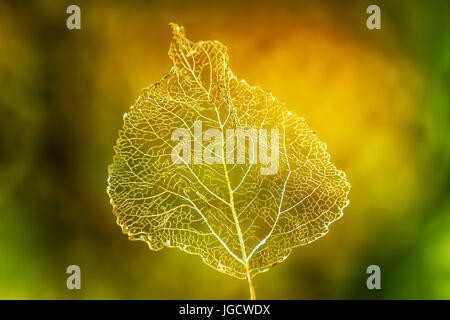 Close-up of an autumn leaf Banque D'Images