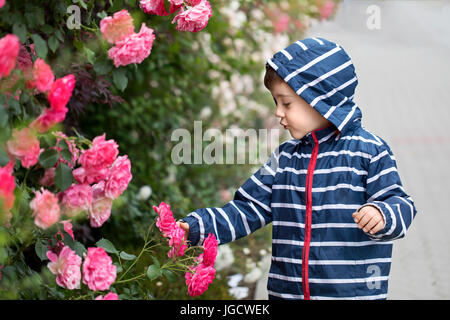 Garçon à la recherche de roses dans un jardin Banque D'Images