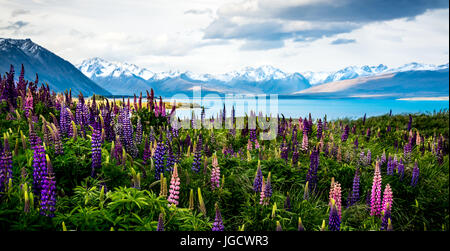 Lupins de floraison sur les rives du Lac Tekapo, Canterbury, île du Sud, Nouvelle-Zélande Banque D'Images