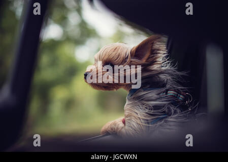 Windswept Yorkie puppy dog regardant par la fenêtre d'une voiture Banque D'Images