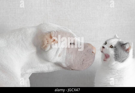 Shar-pei dog face à face avec un chat British Shorthair Banque D'Images