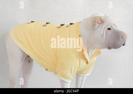 Shar-pei dog wearing rain coat Banque D'Images