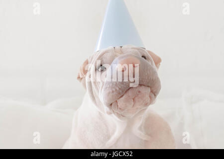 Shar Pei dog wearing party hat Banque D'Images