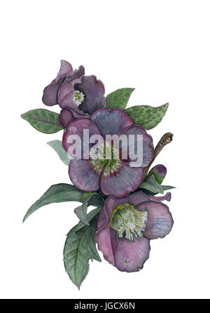 Aquarelle Dessin d'une fleur hellebore Banque D'Images