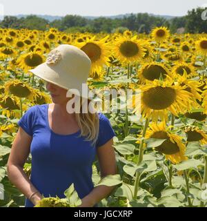 Femme debout dans un champ de tournesols, Provence, France Banque D'Images