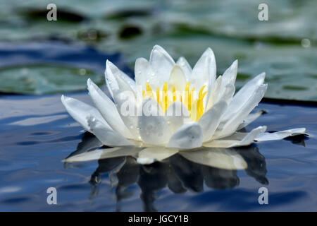 Fleur de nénuphar avec réflexion et de nénuphars Banque D'Images