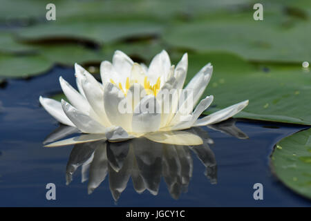 Fleur de nénuphar avec réflexion et de nénuphars Banque D'Images