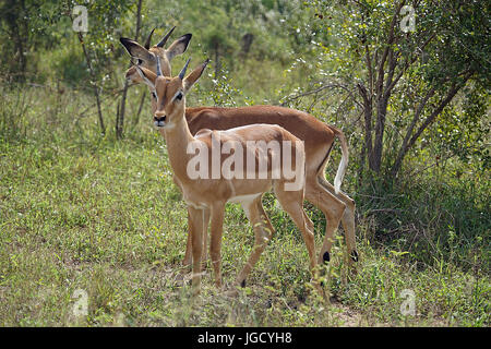 Impala dans le Parc National Kruger Banque D'Images