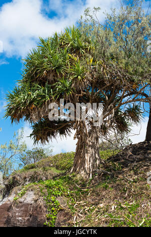 Pandanus tectorius vis pin, sur Rainbow Beach, Queensland, Australie. Banque D'Images