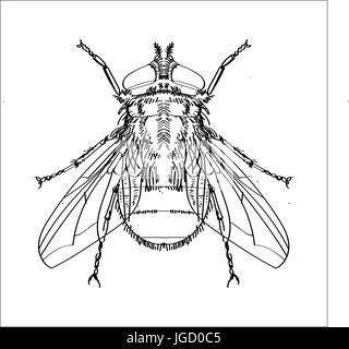 Croquis dessinés à la main, des isolés, le noir et blanc Cartoon Vector Illustration pour livre de coloriage - Ligne dessinée Vector Illustration de Vecteur