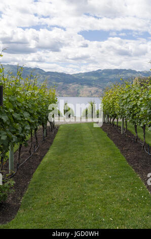 Vignoble à Kelowna (C.-B.) avec des rangées de vignes dirigé vers le bas de la pente vers le lac Okanagan Banque D'Images