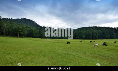 Avis de Khajjiar station de colline près de Dalhousie Banque D'Images