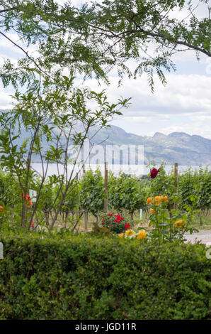 Vue sur le lac Okanagan et Kelowna hills de Quails Gate Estate Winery. Banque D'Images