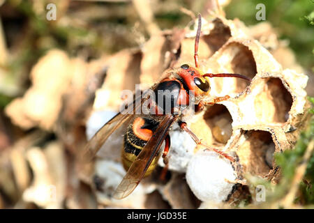 Frelon européen (Vespa crabro) travailleurs occupés à la construction d'un nid. Banque D'Images