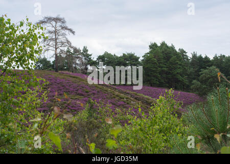 Vue sur Ambersham commun dans le parc national des South Downs en été avec purple heather et collines Banque D'Images