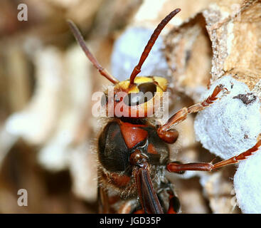 Extreme close up de la tête d'un travailleur de l'hornet (Vespa crabro) occupé à construire un nid. Banque D'Images