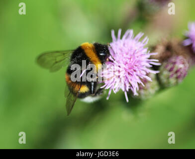 Les bourdons (Bombus hortorum jardin) Banque D'Images