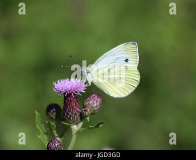 Small White (Pieris rapae) Banque D'Images