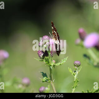 Papillon Araschnia levana (carte) Banque D'Images