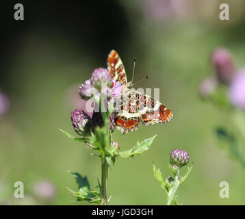 Papillon Araschnia levana (carte) Banque D'Images