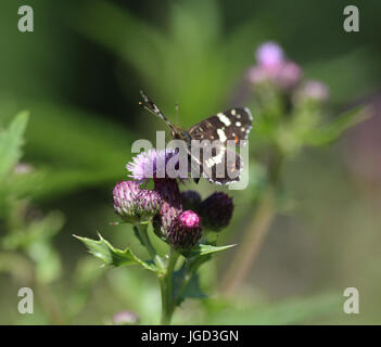 Papillon Araschnia levana (carte) Banque D'Images