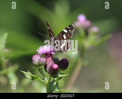 Papillon Araschnia levana (carte) Banque D'Images