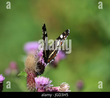 Papillon Araschnia levana (carte) Banque D'Images