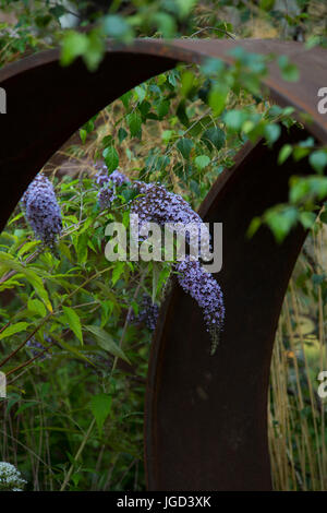 Buddleja davidii 'Glycine' dans le cadre d'une structure en acier industriel dans la métamorphose des friches jardin conçu par Martyn WilsonThe RHS Hampton Court Banque D'Images