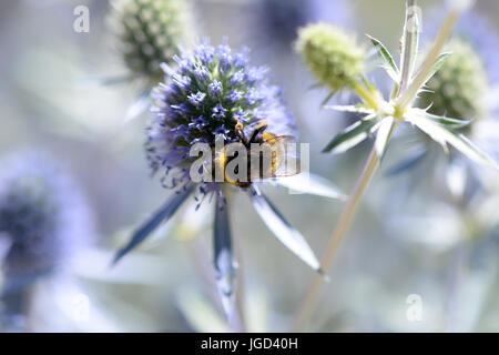 Une abeille se nourrit de nectar eryngium également connu comme eryngo et holly mer améthyste Banque D'Images