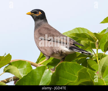 Myna commun Direction générale des oiseaux perchés sur Banque D'Images