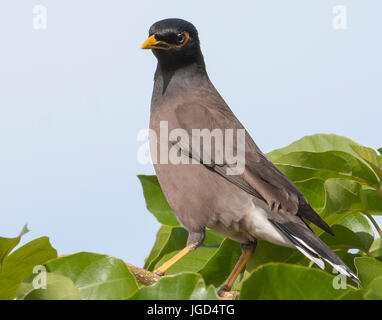 Myna commun Direction générale des oiseaux perchés sur Banque D'Images